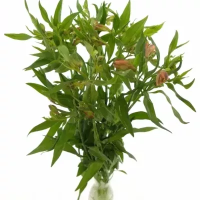 ALSTROEMERIA JAFFA