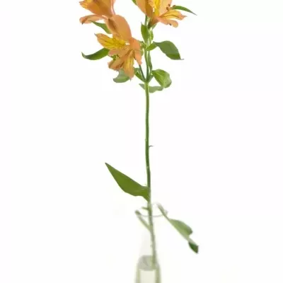 ALSTROEMERIA JAFFA