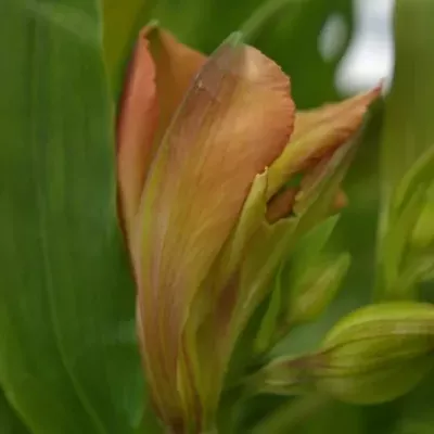 ALSTROEMERIA JAFFA