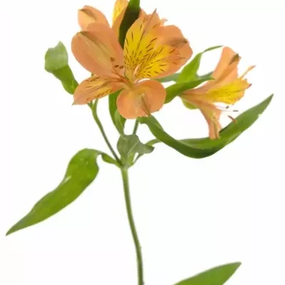 ALSTROEMERIA JAFFA