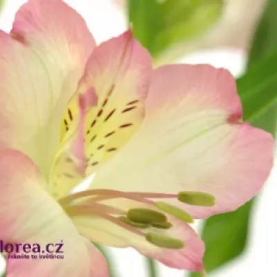 ALSTROEMERIA KUROSAWA