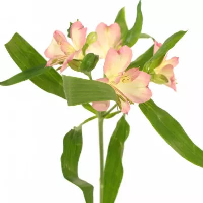 ALSTROEMERIA KUROSAWA