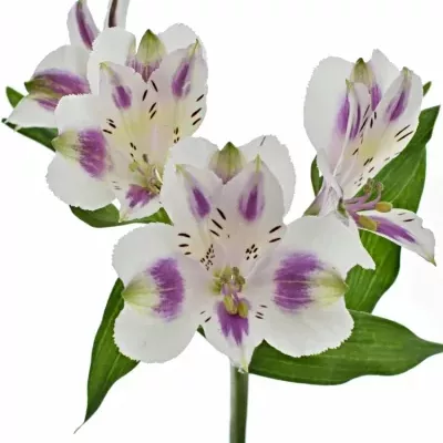 ALSTROEMERIA MEDINA 95g