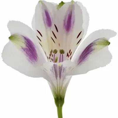 ALSTROEMERIA MEDINA 95g