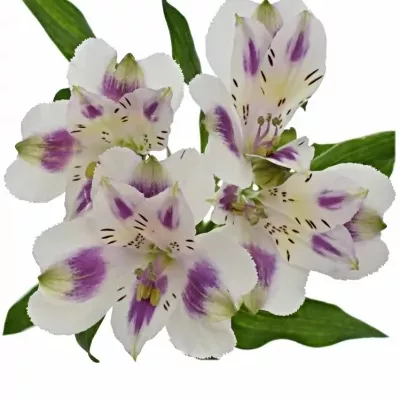 ALSTROEMERIA MEDINA 95g