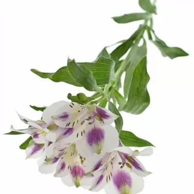 ALSTROEMERIA MEDINA 95g