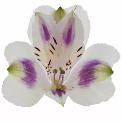 ALSTROEMERIA MEDINA 95g