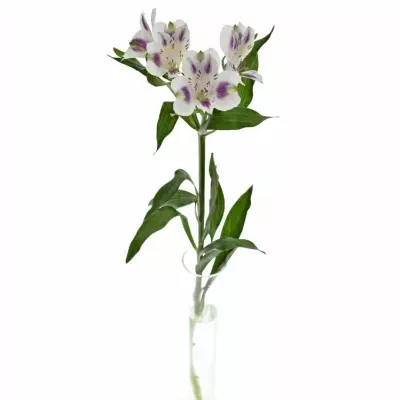 ALSTROEMERIA MEDINA 95g