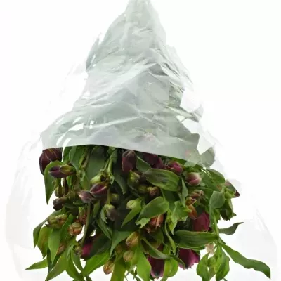 ALSTROEMERIA MIX 60g