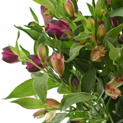 ALSTROEMERIA MIX 60g