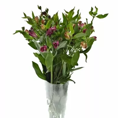 ALSTROEMERIA MIX 60g