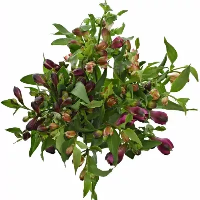 ALSTROEMERIA MIX 60g