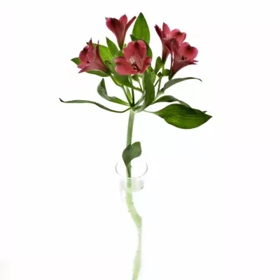 ALSTROEMERIA NOIZE