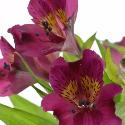 ALSTROEMERIA PURPLE VALLEY 70g