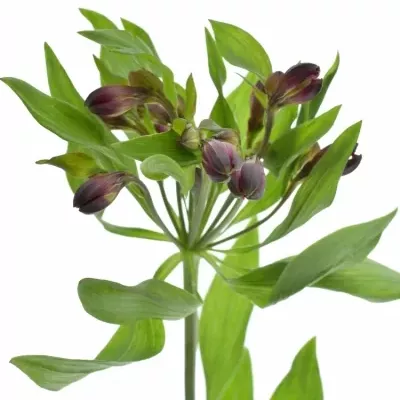 ALSTROEMERIA PURPLE VALLEY 70g