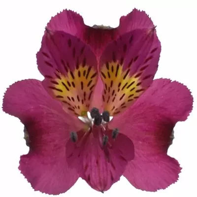 ALSTROEMERIA PURPLE VALLEY 70g