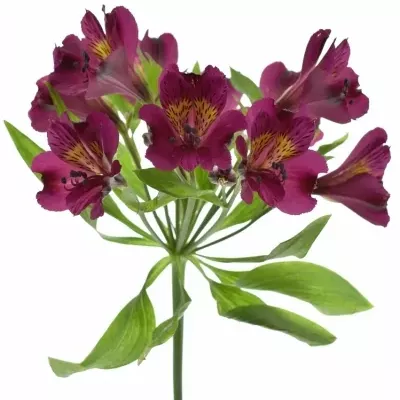 ALSTROEMERIA PURPLE VALLEY 70g