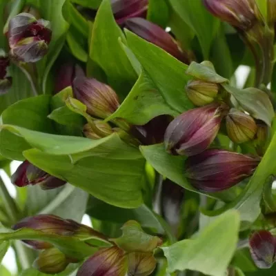 ALSTROEMERIA PURPLE VALLEY 70g