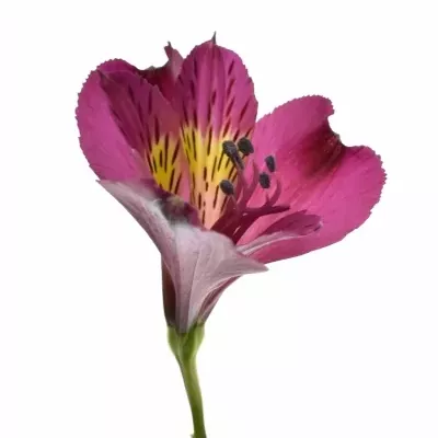 ALSTROEMERIA PURPLE VALLEY 70g