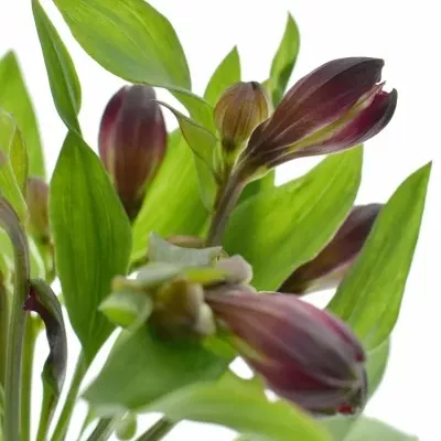 ALSTROEMERIA PURPLE VALLEY 70g