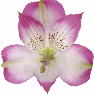 ALSTROEMERIA QUINTY