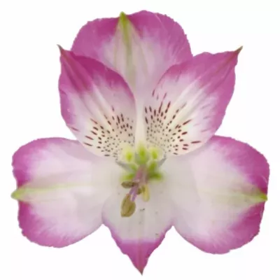 ALSTROEMERIA QUINTY