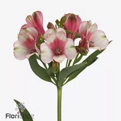 ALSTROEMERIA RANOMI 70g