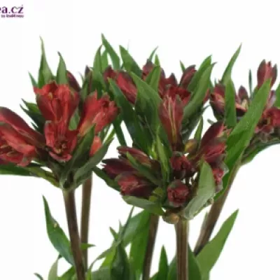 ALSTROEMERIA RED DELIGHT 