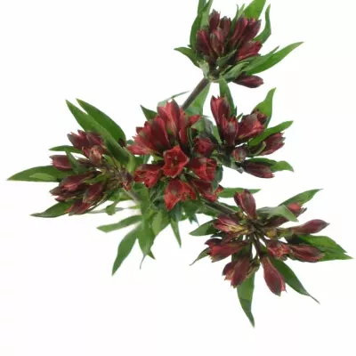 ALSTROEMERIA RED DELIGHT 