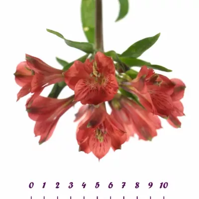 ALSTROEMERIA RED DELIGHT 