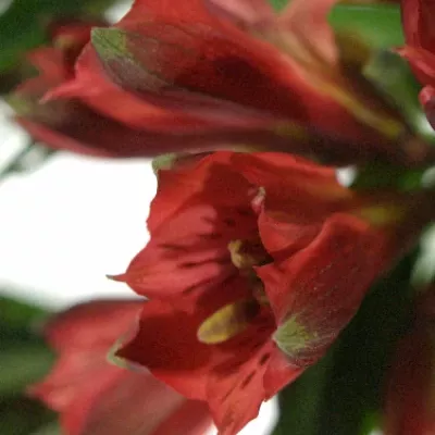 ALSTROEMERIA RED DELIGHT 