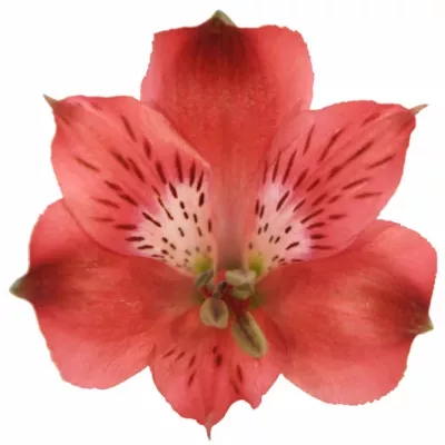 ALSTROEMERIA RED DELIGHT 