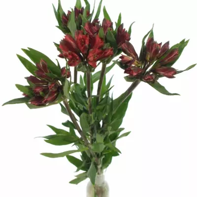 ALSTROEMERIA RED DELIGHT 