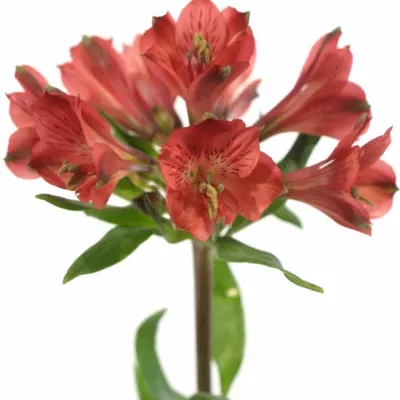 ALSTROEMERIA RED DELIGHT 