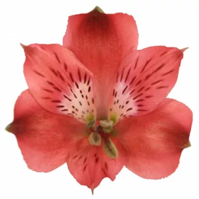 ALSTROEMERIA RED DELIGHT 