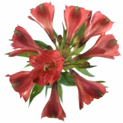 ALSTROEMERIA RED DELIGHT 