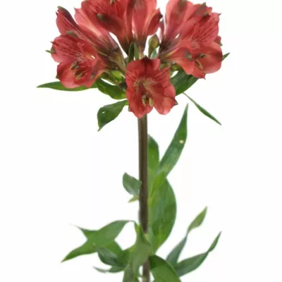 ALSTROEMERIA RED DELIGHT 