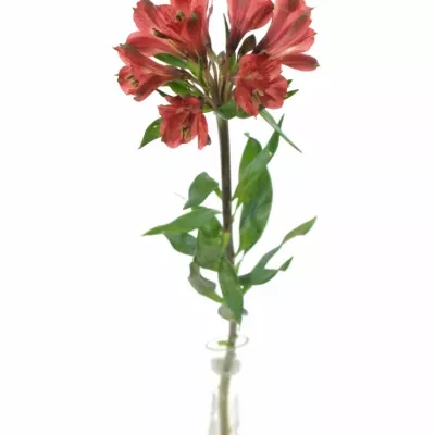 ALSTROEMERIA RED DELIGHT 