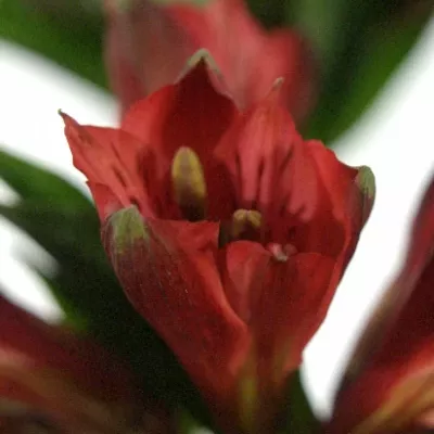 ALSTROEMERIA RED DELIGHT 