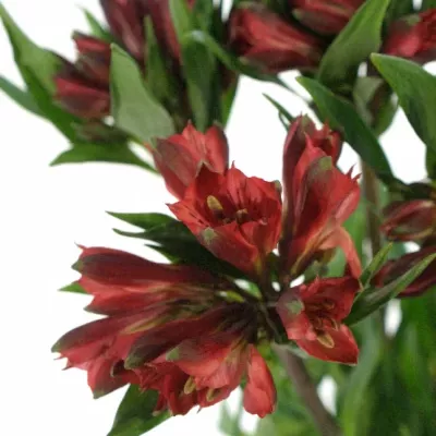 ALSTROEMERIA RED DELIGHT 