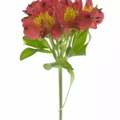 ALSTROEMERIA RUBY RED