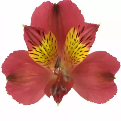 ALSTROEMERIA RUBY RED