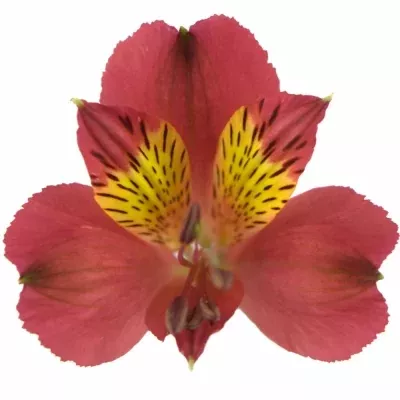 ALSTROEMERIA RUBY RED