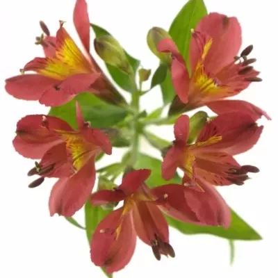 ALSTROEMERIA RUBY RED