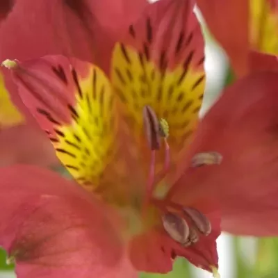 ALSTROEMERIA RUBY RED