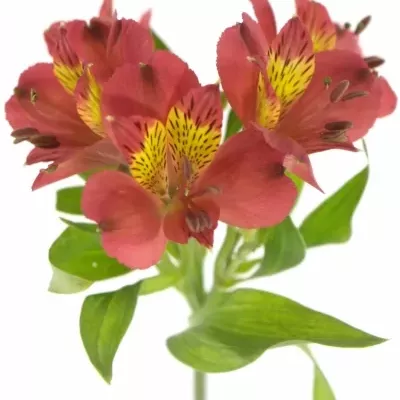 ALSTROEMERIA RUBY RED