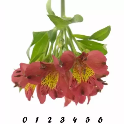 ALSTROEMERIA RUBY RED