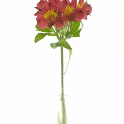 ALSTROEMERIA RUBY RED