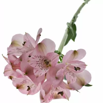 ALSTROEMERIA SEATTLE 68g