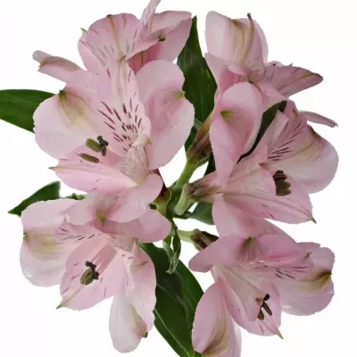 ALSTROEMERIA SEATTLE 68g